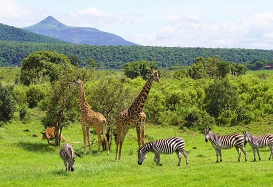 Arusha National Park Day Trip