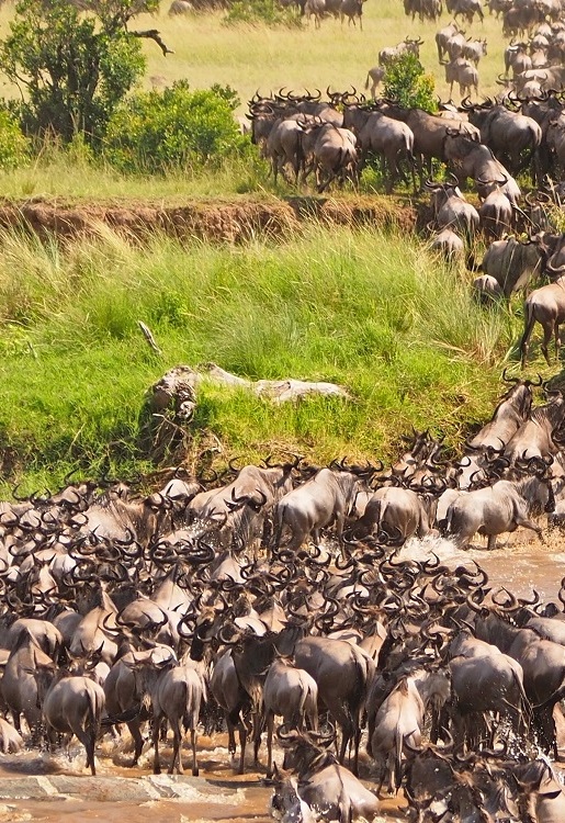 Great Migration Safari (7 Days)