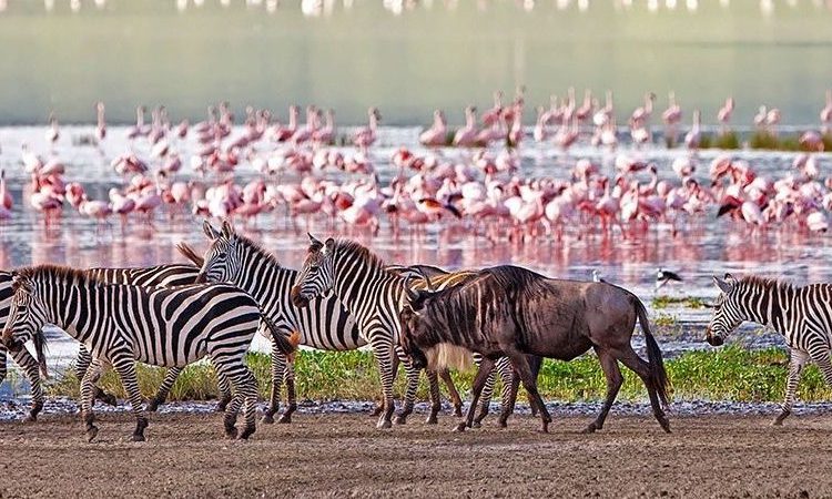 Lake Manyara Day Safari