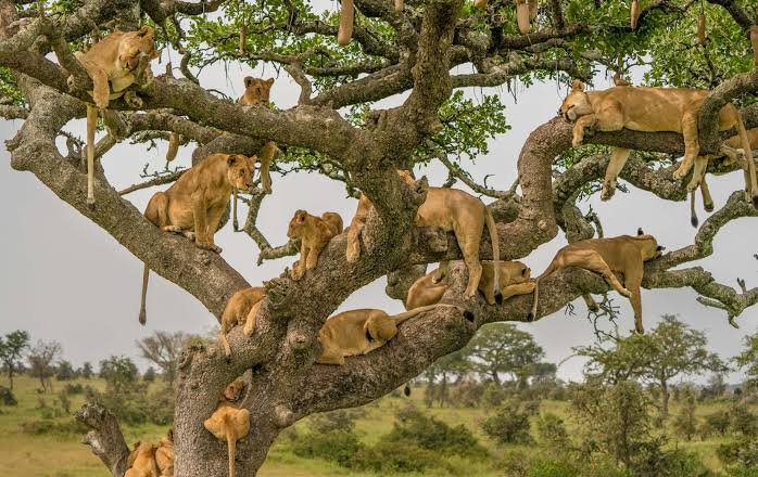 Serengeti 3-Day Safari