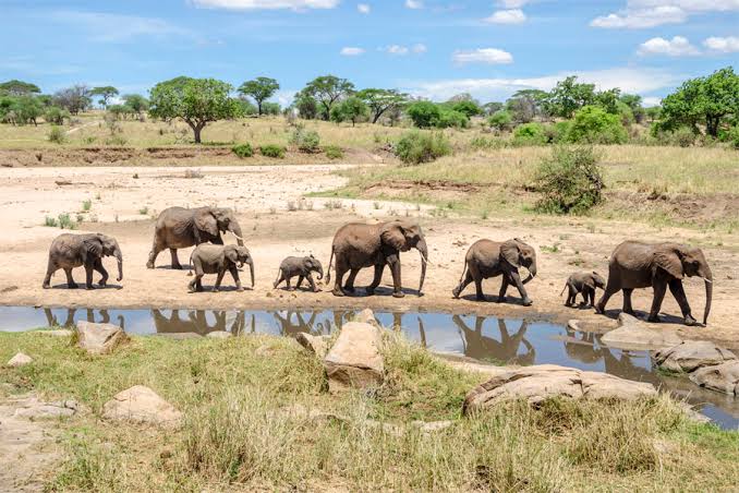 Tarangire National Park Day Trip