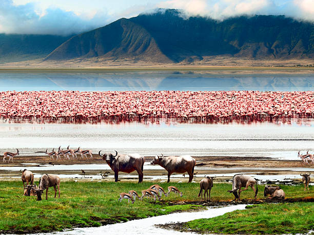 Ngorongoro Safari